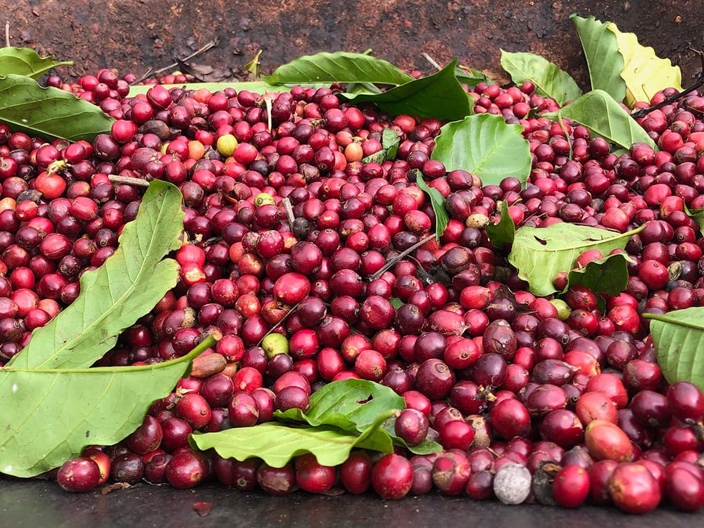 Cà phê Arabica nguồn gốc và hương vị độc đáo