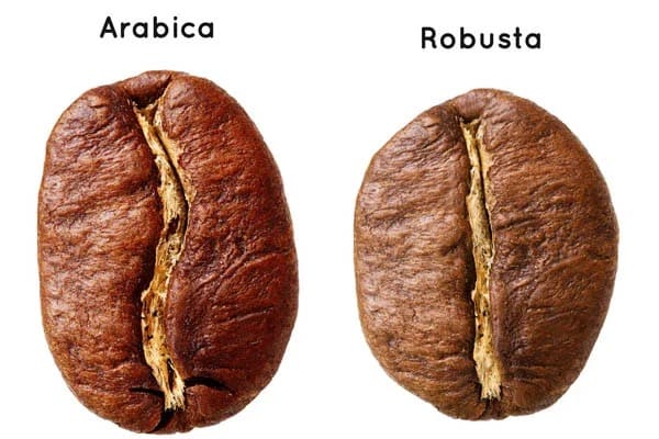 So sánh hạt cà phê Arabica và Robusta 